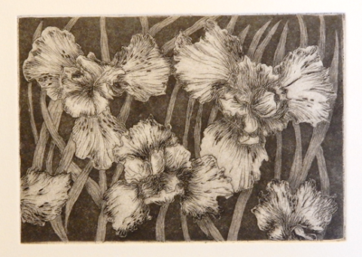 Irises - Copperplate Etching