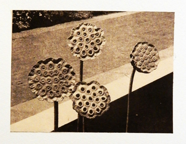 Lotuses - Photo Engraving