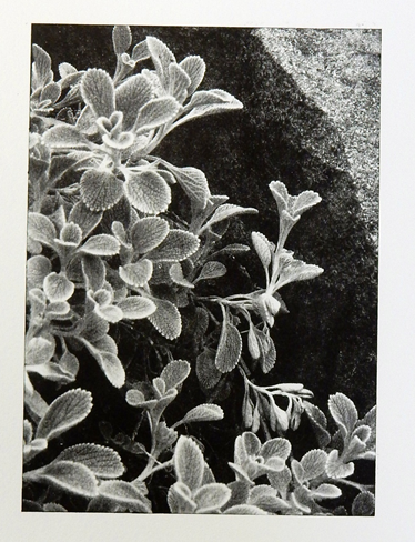 Plant - Photo Engraving