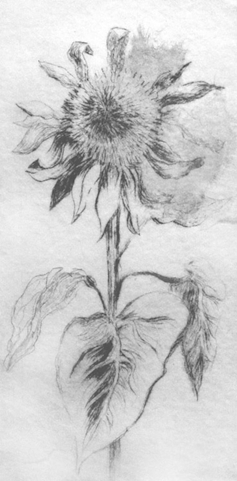 Sunflower - Copperplate Etching